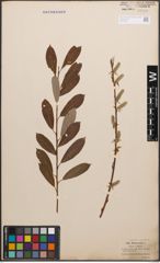 Foto von Salix caprea L. x Salix purpurea L.